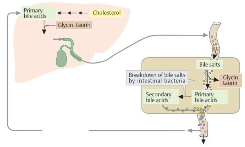 Enterohepatální oběh primární žlučové kys.