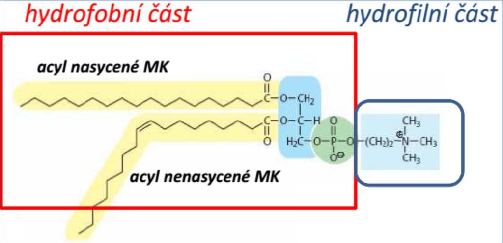 Lipidy Lipidy odvozené od glycerolu glycerolfosfolipidy základem kyselina fosfatidová (2 x MK +