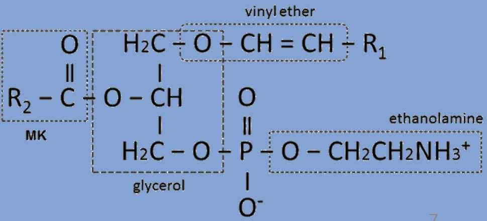 mitochondriální membráně plazmalogen