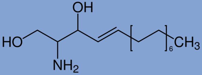 Lipidy Lipidy odvozené od sfingosinu sfingosin nenasycený C18 aminodialkohol; vzniká z palmitoyl-coa a serinu připojením MK (nervonová, lignocerová,.