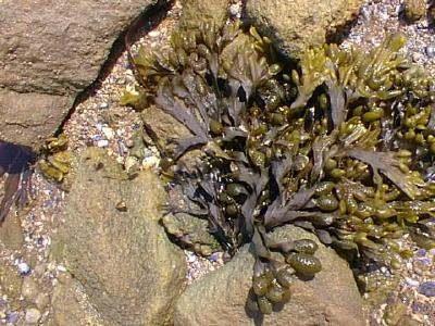 Fucus vesiculosus (herbářová položka) Dichotomicky větvená