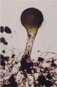 Botrydium granulatum (obrazová prezentace) Řasa se sifonální stélkou, rozlišenou na vakovitou