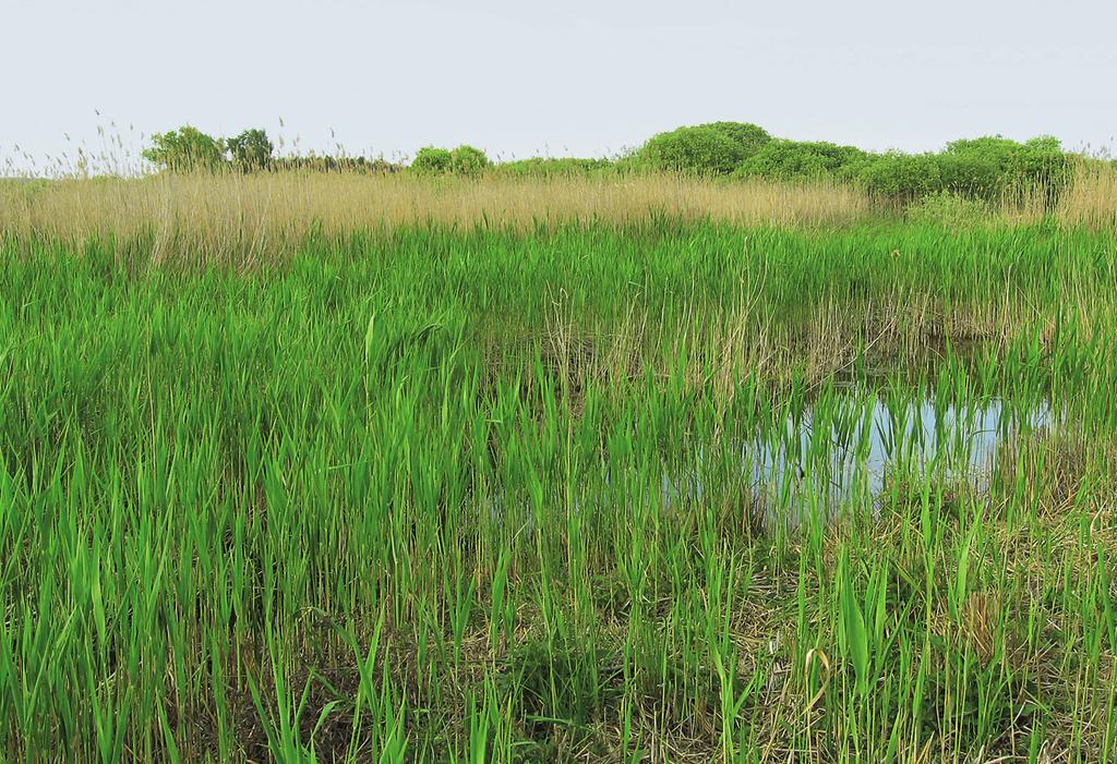 Utricularion vulgaris Struktura a druhové složení.