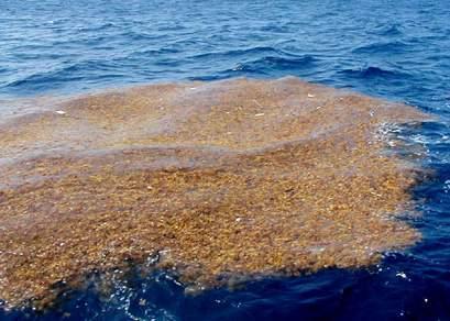 Sargassum vulgare (herbářová položka) Stélku tvoří kauloid, fyloidy, plovací