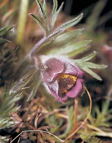 Stfiední âechy 2 3 Koniklec luãní ãesk (Pulsatilla pratensis subsp. bohemica ) roste na Kladensku na skalnat ch hfibetech, napfi. na Otvovické skále vokofiském údolí.