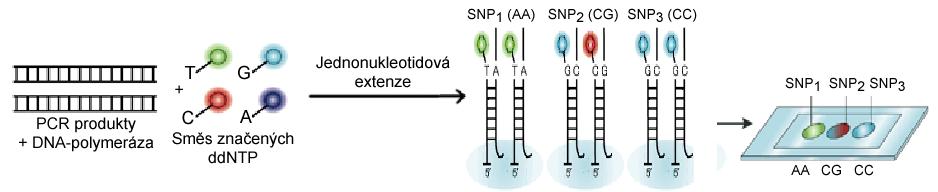Minisekvenování - stanovení SNP pomocí DNA čipu 1. varianta - Prodloužení primeru vázaného na čipu Jeden primer pro každý SNP, který genotypizujeme je imobilizován na sklíčku.
