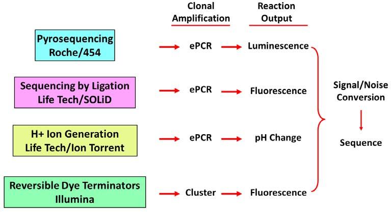Metody sekvenování nové generace (next generation sequencing) Liší se v provedení a chemii V základu se podobají v sekvenování tisíců až miliónů klonálně amplifikovaných molekul (masivní paralelní