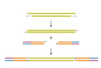 Illumina/Solexa Příprava knihovny Náhodná fragmentace DNA na krátké úseky 200 500 bp Zatupení konců a vytvoření 1 nt A-přesahu na 3 -konci (T4 DNA polymeráza, Klenow a