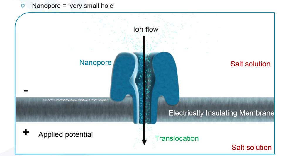 NanoPore