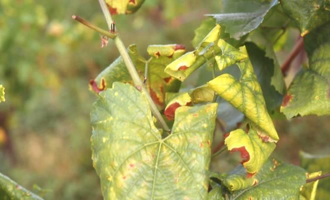 Grapevine flavescence dorée phytoplasma Chardonnay - žloutnutí a svinování čepele, trojúhelníkový