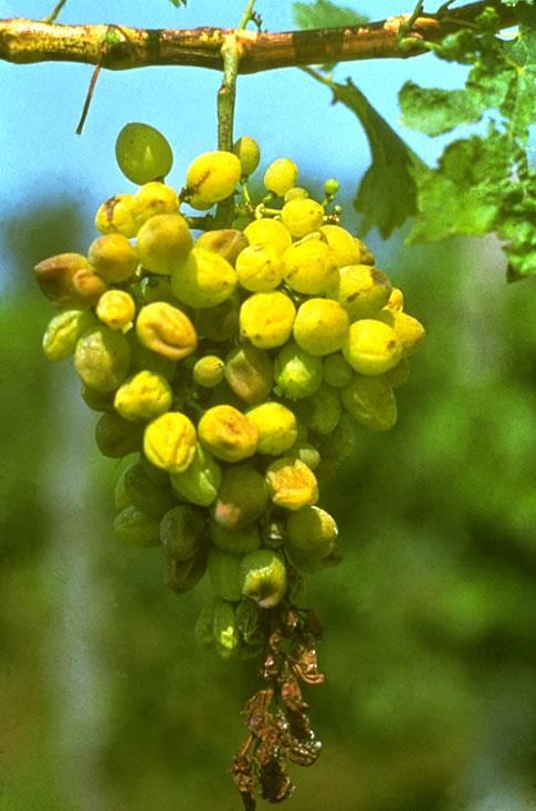 Grapevine flavescence dorée phytoplasma