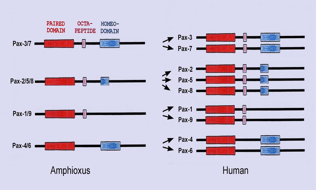 Pax genes: the vertebrate proteome is markedly larger than the amphioxus
