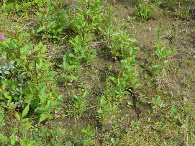 Kde jsou dispozice pro přirozenou vegetační obnovu, výsadby se mohou následně ukázat jako