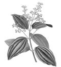 (Cinnamomum zeylanicum) 6,9 11,1 % Rozmarýn