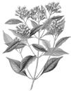 graveolens) 4,9 % Hřebíčkovec kořenný (Syzygium