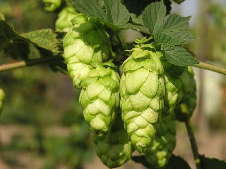 Obr. 1: Humulus Lupulus (WWW.BIOLIB.CZ). 3.1.1 Morfologie chmele Mezi hlavní části chmelové rostliny se řadí kořenová soustava a réva s pazochy a listy s květenstvími, která se v průběhu zrání mění na chmelové hlávky.