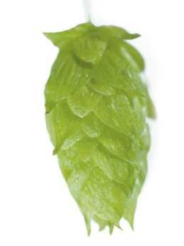 Aroma odrůdy je kořenité a chmelové. Díky vysokému obsahu prenylflavonoidů lze vital použít i mimo pivovarský průmysl např. na výrobu farmaceutických a potravních doplňků.
