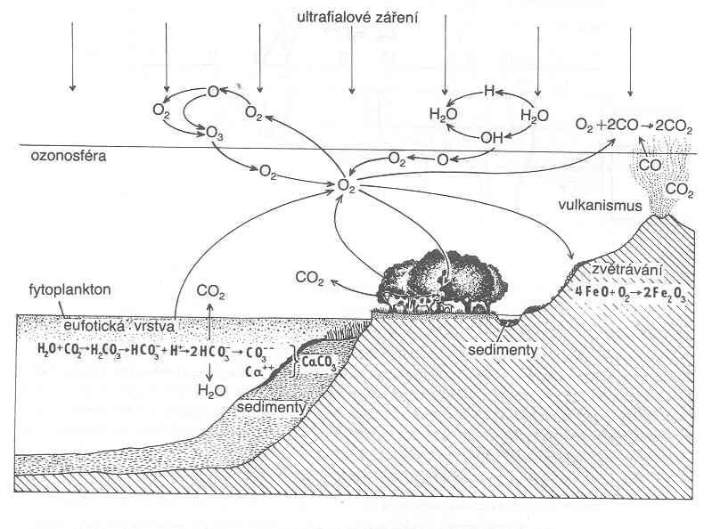 Koloběh kyslíku Rozpustnost ve vodě teplota, tlak, plocha aj. Relativní podíl kyslíku a dusíku 1:5 (vzduch) vers.