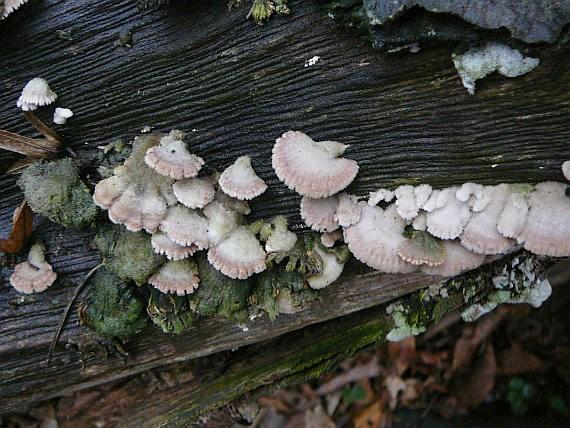 spory a mycelium) Klanolístka obecná (Schizophyllum commune) http://www.