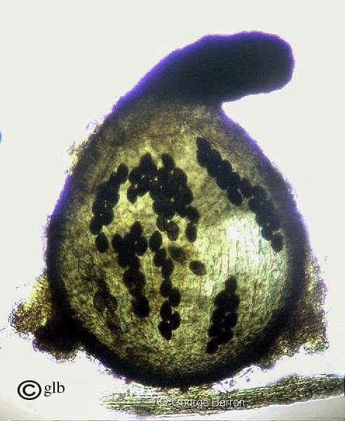 Charakteristika mikroskopických hub pohlavní
