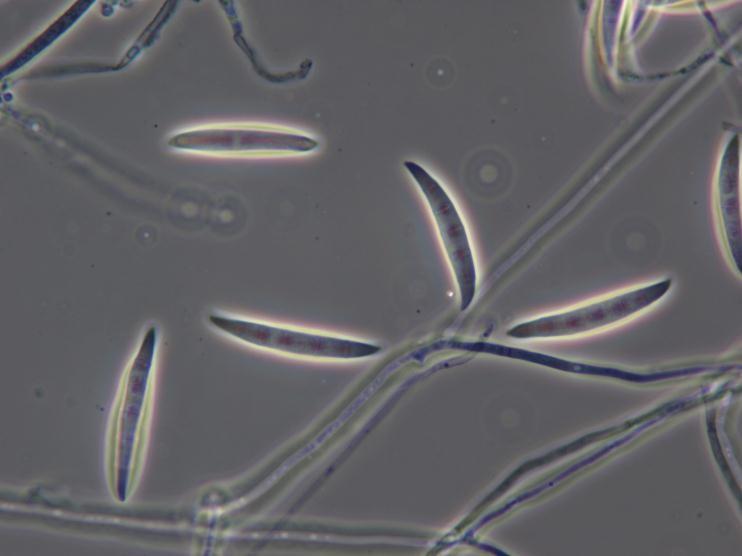 stádium anamorfa CCM F-553 Fusarium culmorum