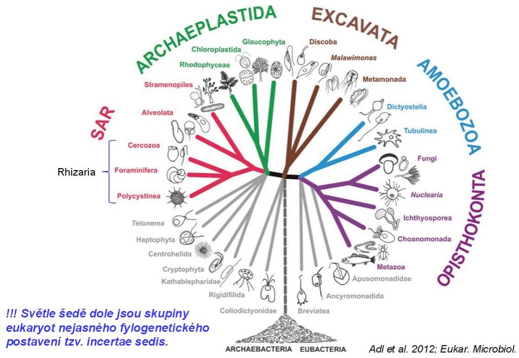 Poslední podoba systému eukaryot Protozoa Chromista Protozoa (Acrasiomycota) Excavata Protozoa