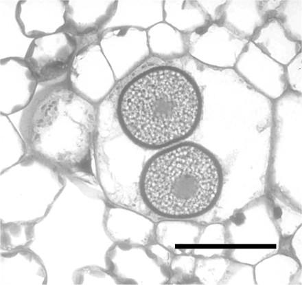 Mikroskopické houby - přednášky Říše Fungi