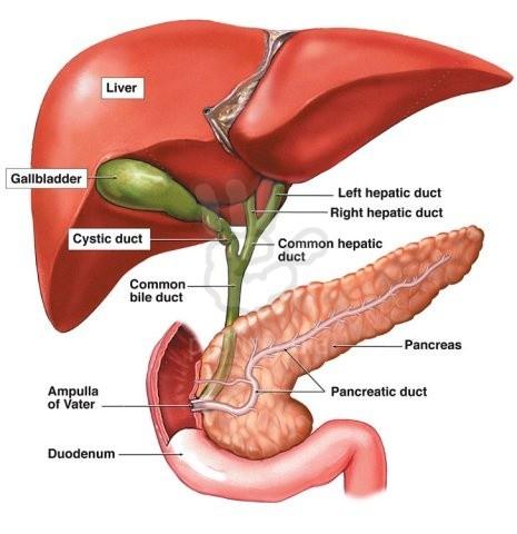 2) Extrahepatální žlučové cesty: Ductus hepaticus dexter a sinister se pod porta hepatis ductus hepaticus