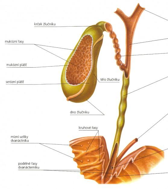 Žlučník: (vesica biliaris seu vesica fellea) objemu asi 50 ml a délky přibližně 10 cm fundus corpus