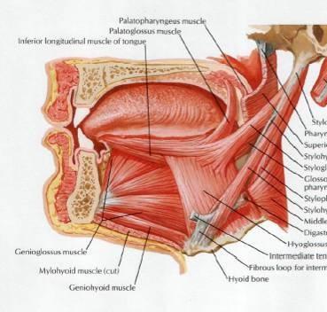 Spodina dutiny ústní: (diaphragma oris) Pohyblivá horizontální ploténka Svaly: m.