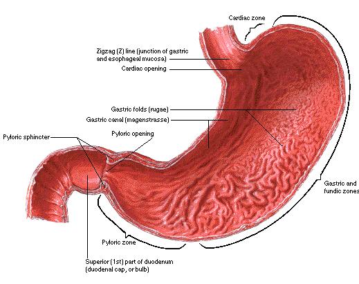 přední a zadní plocha (paries anterior et posterior) velké zakřivení (curvatura major ventriculi) malé