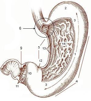 Stavba stěny: 1) Sliznice (tunica mucosa) E.