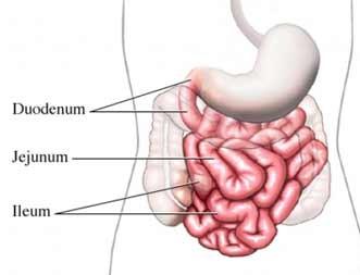 Tenké střevo: (intestinum tenue) Funkce: chemický rozklad vstřebávání Popis: dlouhé 5 až 7 m a jeho šířka kolísá od 2 do 4 cm