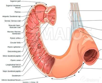 pars horizontalis: probíhá před tělem obratle L3 na levou stranu páteře stáčí nahoru pars