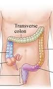 Oddíly: slepé střevo (intestinum caecum), vzestupný tračník (colon ascendens), příčný tračník (colon