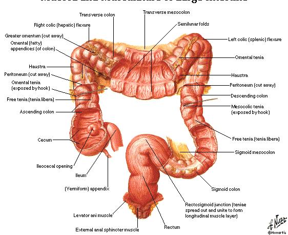 Sestupný tračník: (colon descendens) od flexura coli sinistra podél levé stěny břišní do levé jámy