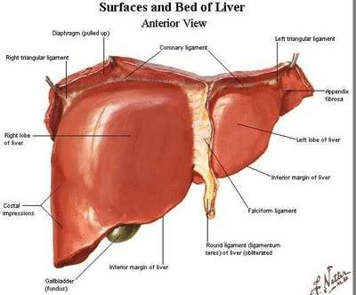 Laloky: dva laloky lobus sinister et lobus dexter lobus quadratus (před porta hepatis) lobus