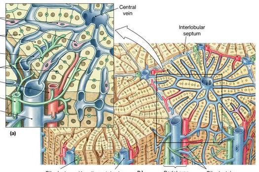 Stavba jater: tenká vazivová capsula fibrosa hepatis žlázový jaterní parenchym jaterní lalůček
