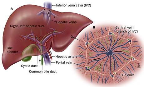 Krevní oběh v játrech: vrátnicová žíla (vena portae) Venae centrales jednotlivých lalůčků