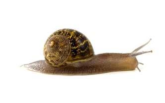 Slowly, slowly, very slowly, Creeps the garden snail. Slowly, slowly, very slowly. Up the wooden rail.