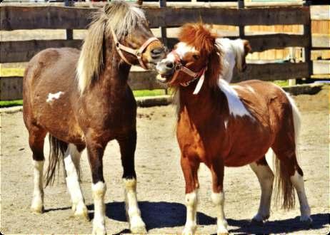 Hopsání na klíně děti nadchne Ride a Little Pony Jízda na poníku na vašem klíně, kdy ke konci dítě k jeho potěše "jako" padá. Ride a licle pony, Down to town. BeCer be careful, So you don't fall DOWN.