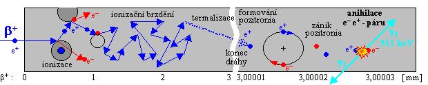 Interakce s hmotou: elektrony Shodná hmota interagujících částic => křivolaká dráha βzáření má spojité spektrum Monoenergetické elektrony mají dolet podobně jako α, ale těžko měřitelný při křivolaké