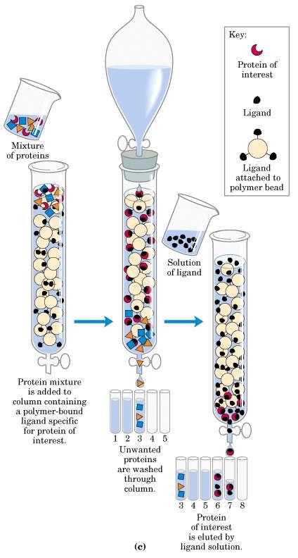 AFINITNÍ CHROMATOGRAFIE Interakce proteinu s jeho specifickým ligandem