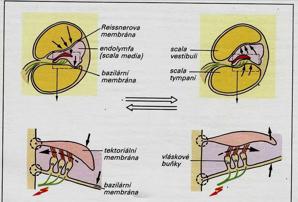 Sluch ptáků a