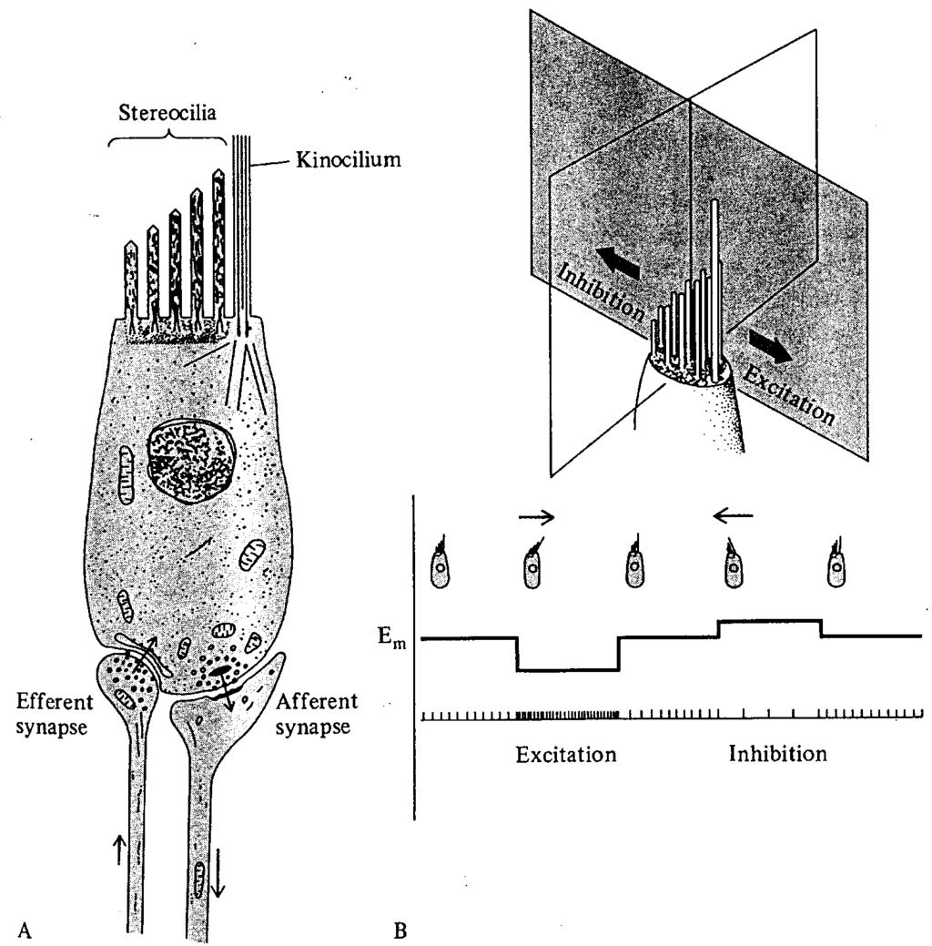 Vlásková buňka: Mimořádný mechanoreceptor obratlovců