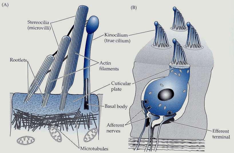 Anatomie a