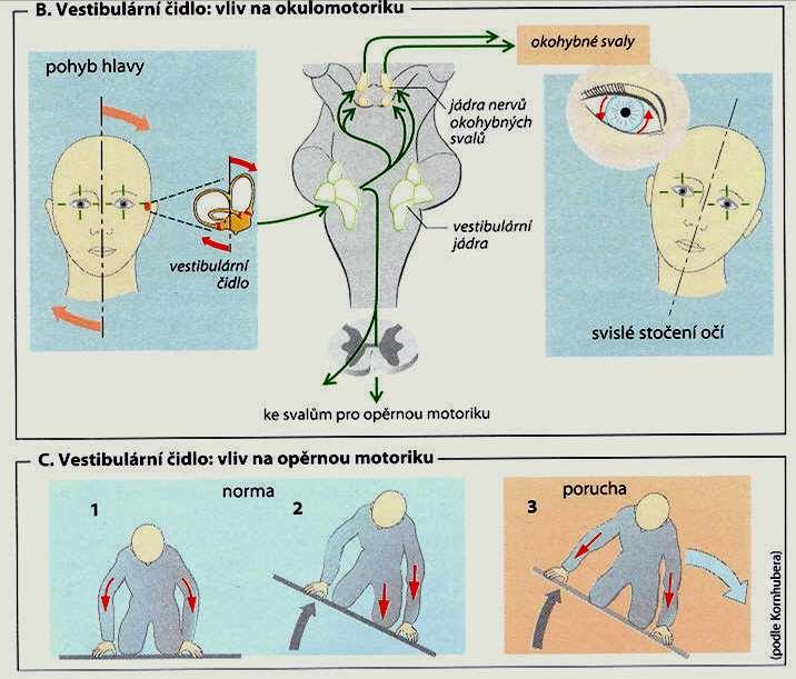 Rovnováha Vedení a zpracování signálu Nervus vestibulocochlearis VIII.