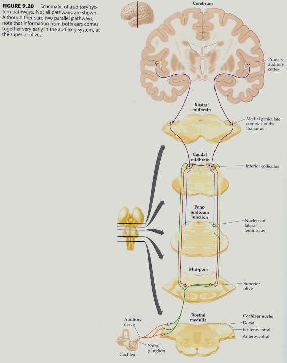 Sluchová dráha 1.Kochleární jádra Některé neurony citlivé na výšku, nástup, jiné na série. Laterální inhibice. Šum/signál. 2. Horní oliva křížení nutné pro Lokalizaci. Analýza koincidence 3. Inf.