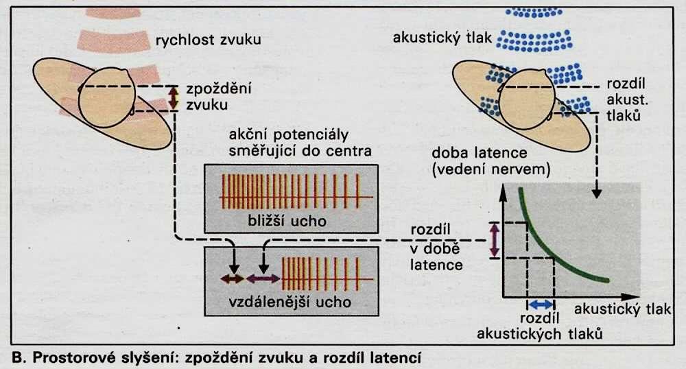 Určení směru zvuku dva klíče Za optimálních podmínek dokáže člověk lokalizovat v horizontální rovině zvukový zdroj s přesností na 4, což odpovídá asi 10us.