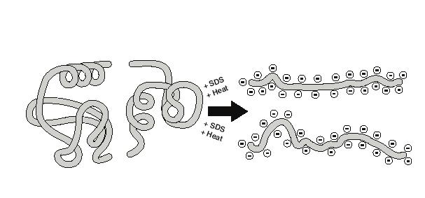 Denaturované proteiny mají vláknitý tvar a stejný záporný náboj
